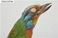 五色鳥藏品圖，第17張